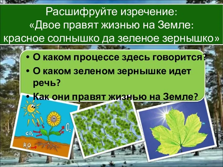 О каком процессе здесь говорится? О каком зеленом зернышке идет речь? Как