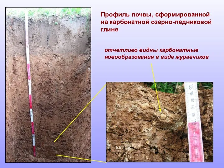 Профиль почвы, сформированной на карбонатной озерно-ледниковой глине отчетливо видны карбонатные новообразования в виде журавчиков