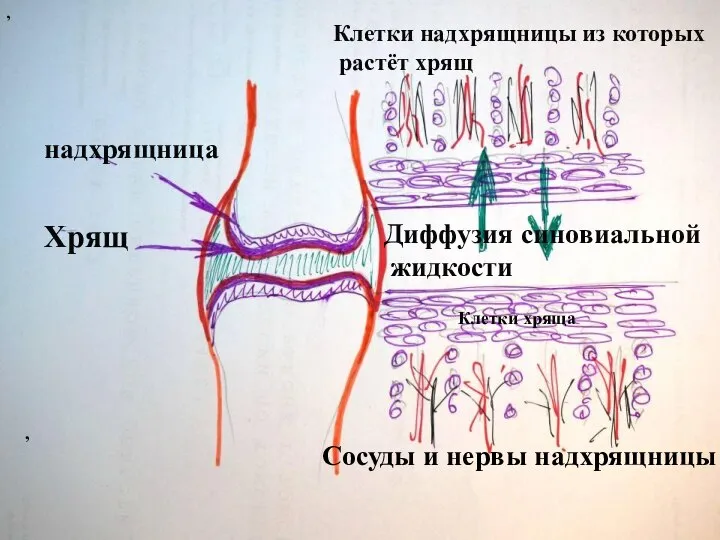 Диффузия синовиальной жидкости Клетки хряща Клетки надхрящницы из которых растёт хрящ Сосуды