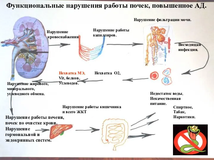 Спиртное, Табак, Наркотики. Недостаток воды, Некачественная питание. Нарушение работы кишечника и всего