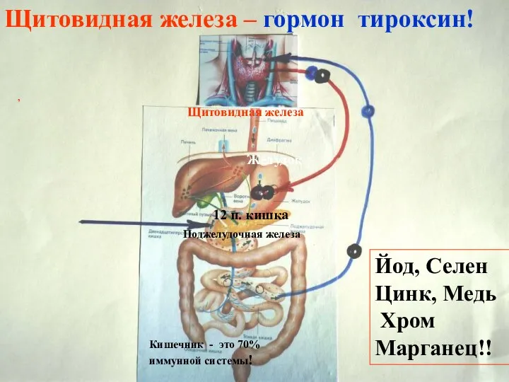 12 п. кишка Щитовидная железа Щитовидная железа – гормон тироксин! Поджелудочная железа