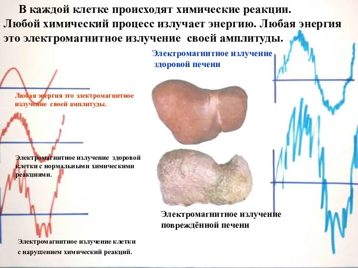 В каждой клетке происходят химические реакции. Любой химический процесс излучает энергию. Любая