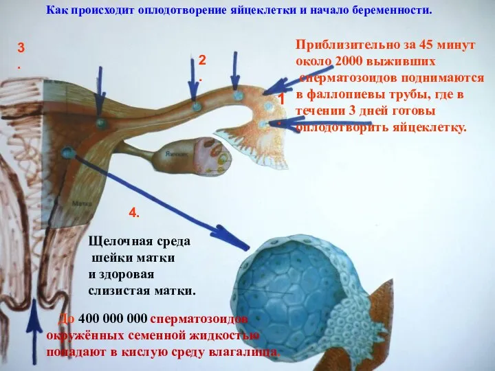 Как происходит оплодотворение яйцеклетки и начало беременности. До 400 000 000 сперматозоидов