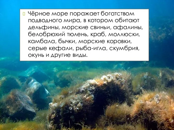 Чёрное море поражает богатством подводного мира, в котором обитают дельфины, морские свиньи,