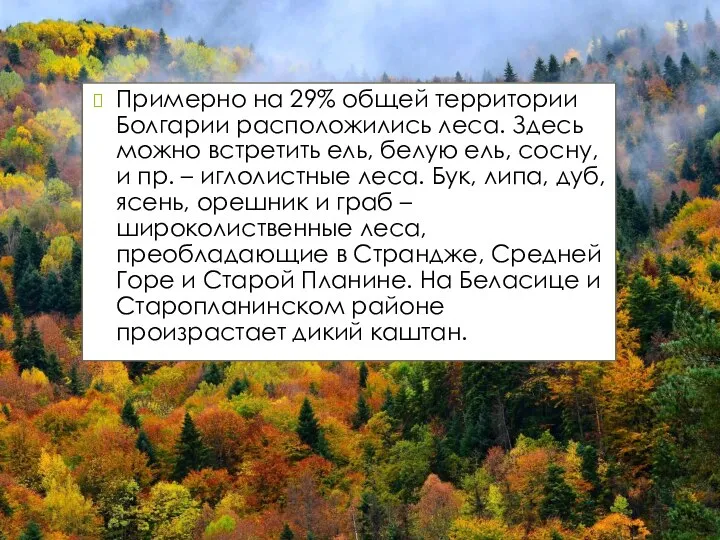 Примерно на 29% общей территории Болгарии расположились леса. Здесь можно встретить ель,