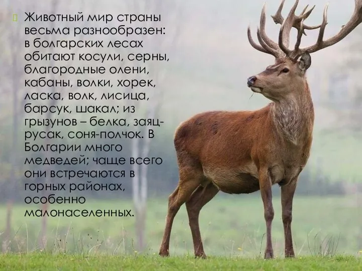 Животный мир страны весьма разнообразен: в болгарских лесах обитают косули, серны, благородные