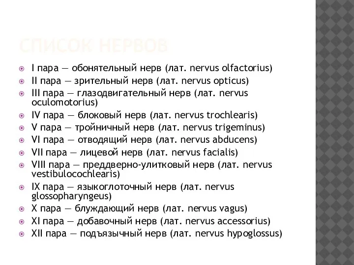 СПИСОК НЕРВОВ I пара — обонятельный нерв (лат. nervus olfactorius) II пара