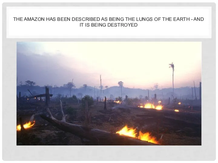 THE AMAZON HAS BEEN DESCRIBED AS BEING THE LUNGS OF THE EARTH