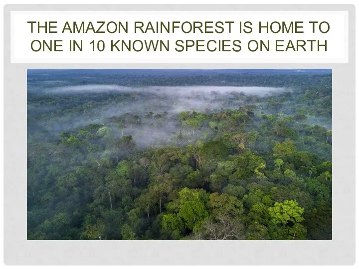 THE AMAZON RAINFOREST IS HOME TO ONE IN 10 KNOWN SPECIES ON EARTH