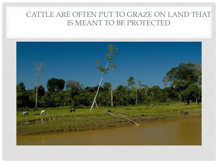 CATTLE ARE OFTEN PUT TO GRAZE ON LAND THAT IS MEANT TO BE PROTECTED