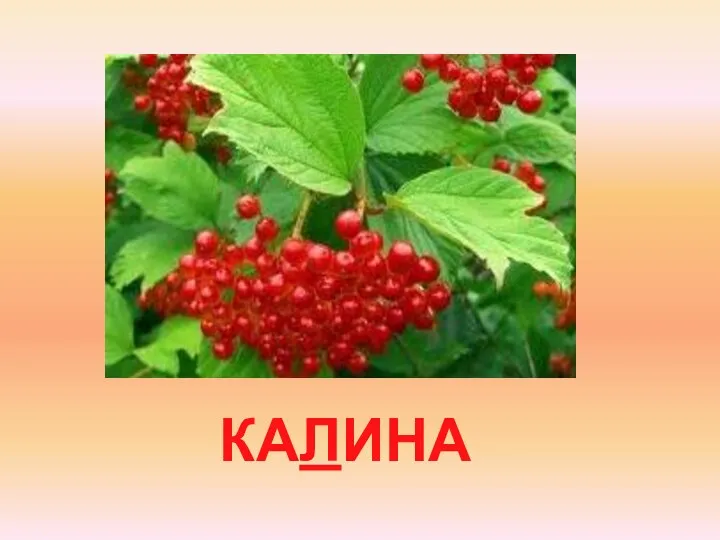 КАЛИНА