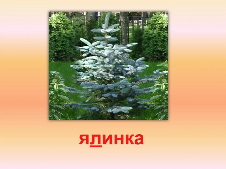 ялинка