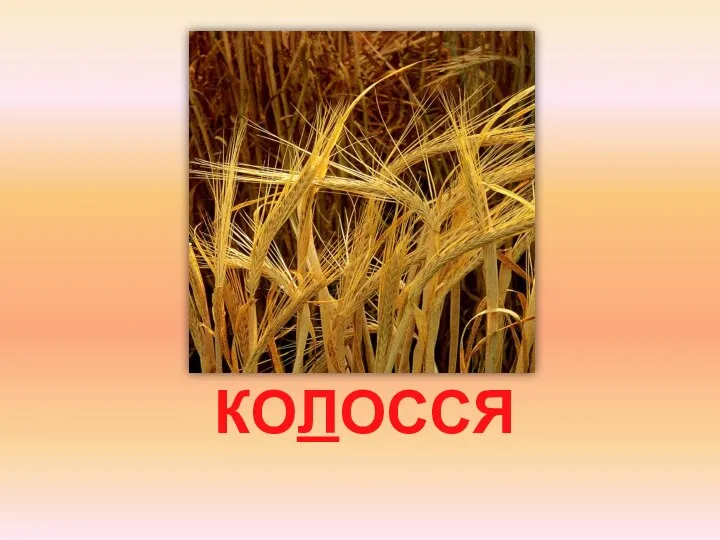 КОЛОССЯ