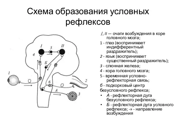 Схема образования условных рефлексов /, II — очаги возбуждения в коре головного