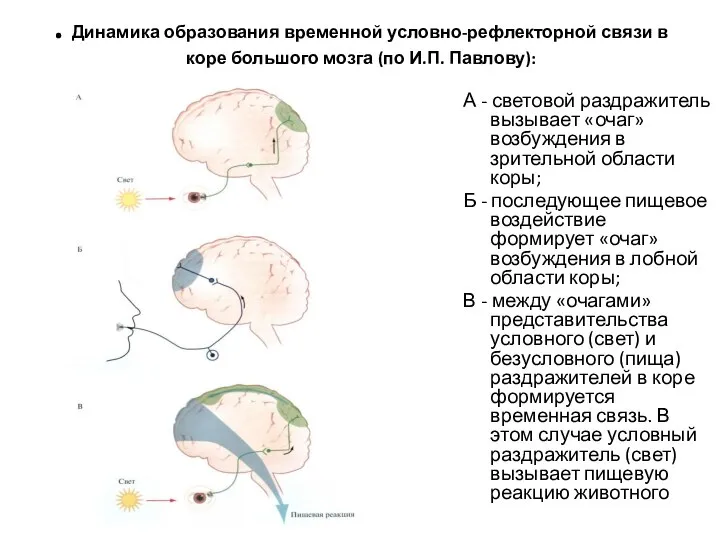 . Динамика образования временной условно-рефлекторной связи в коре большого мозга (по И.П.