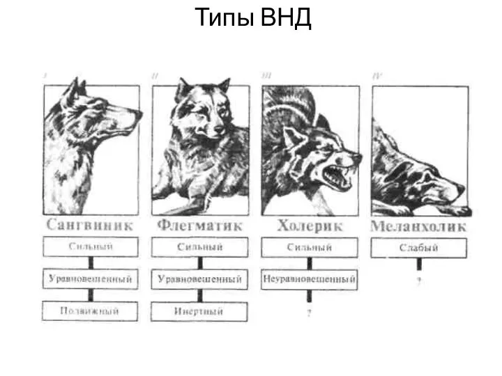 Типы ВНД