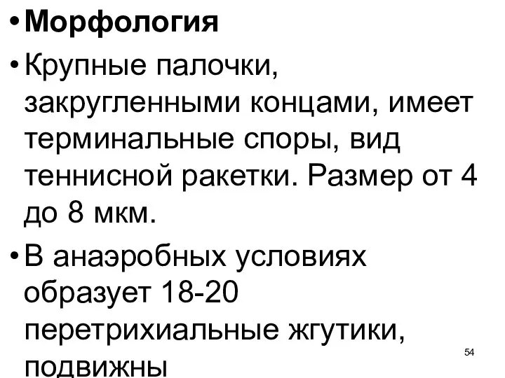 Морфология Крупные палочки, закругленными концами, имеет терминальные споры, вид теннисной ракетки. Размер