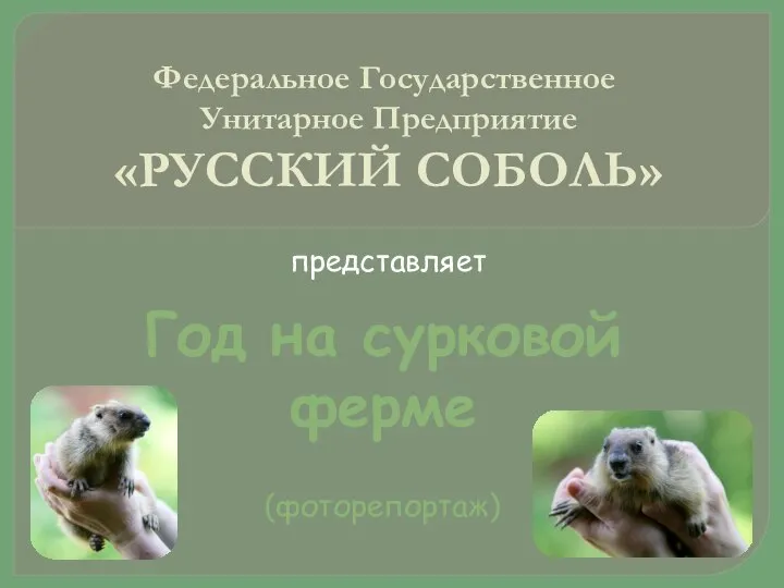 Федеральное Государственное Унитарное Предприятие «РУССКИЙ СОБОЛЬ» Год на сурковой ферме представляет (фоторепортаж)