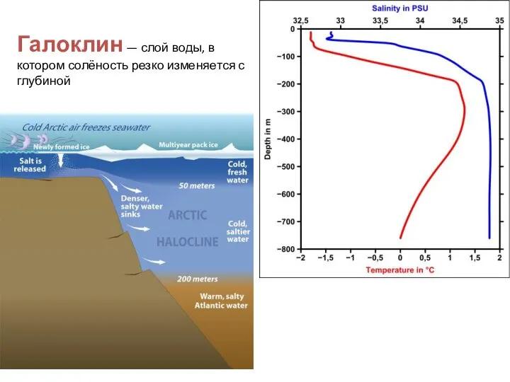 Галоклин — слой воды, в котором солёность резко изменяется с глубиной