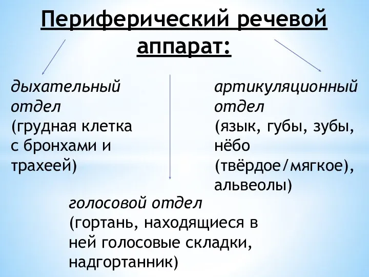 Периферический речевой аппарат: дыхательный отдел (грудная клетка с бронхами и трахеей) голосовой