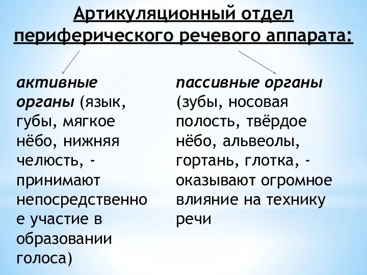 Артикуляционный отдел периферического речевого аппарата: активные органы (язык, губы, мягкое нёбо, нижняя