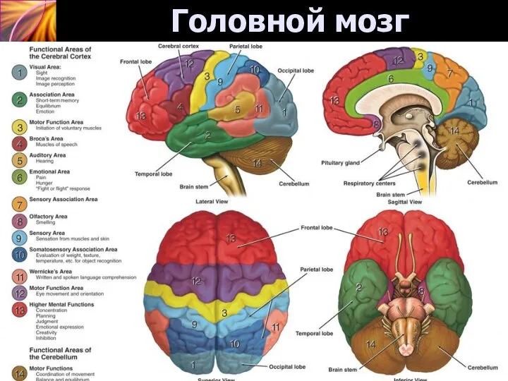 Головной мозг Нервная система – центральная (головной мозг) и периферическая (спинной мозг