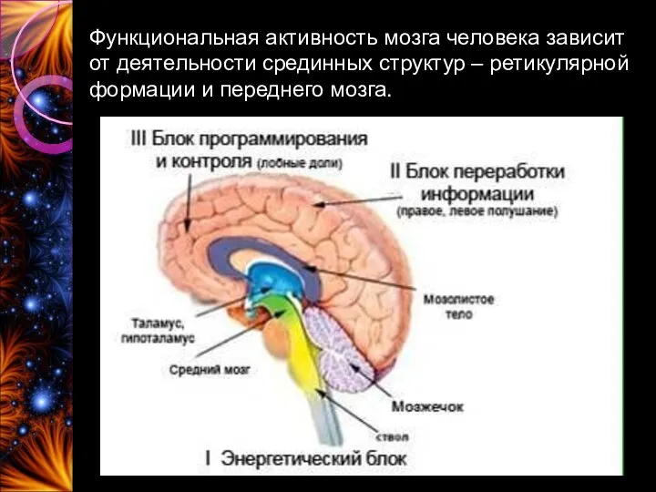Функциональная активность мозга человека зависит от деятельности срединных структур – ретикулярной формации и переднего мозга.