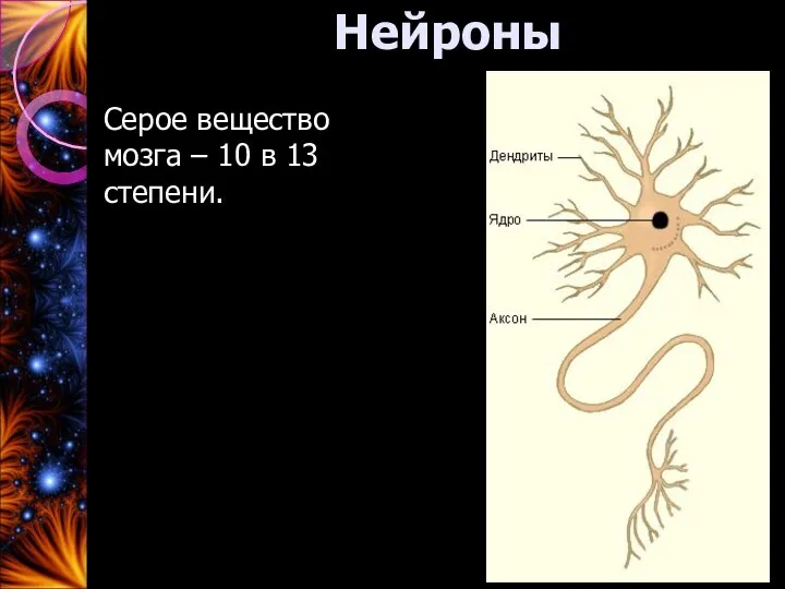 Нейроны Серое вещество мозга – 10 в 13 степени.