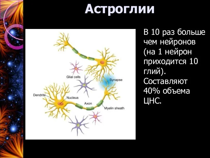 Астроглии В 10 раз больше чем нейронов (на 1 нейрон приходится 10
