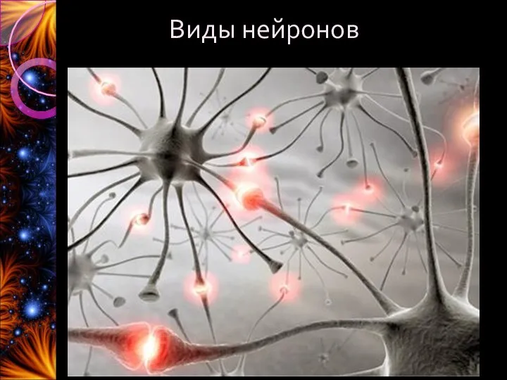 Виды нейронов