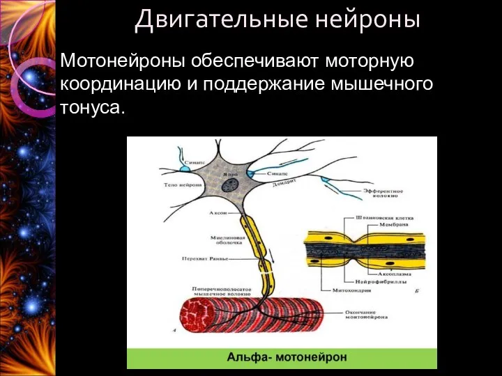 Двигательные нейроны Мотонейроны обеспечивают моторную координацию и поддержание мышечного тонуса.