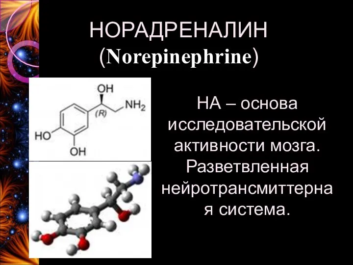 НОРАДРЕНАЛИН (Norepinephrine) НА – основа исследовательской активности мозга. Разветвленная нейротрансмиттерная система.