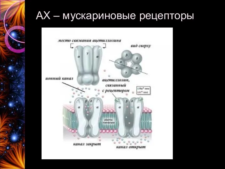 АХ – мускариновые рецепторы