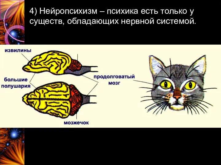 4) Нейропсихизм – психика есть только у существ, обладающих нервной системой.