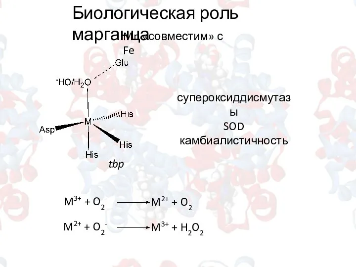 Биологическая роль марганца Mn «совместим» с Fe tbp супероксиддисмутазы SOD камбиалистичность