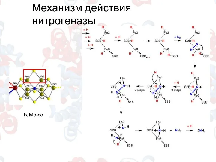 Механизм действия нитрогеназы FeMo-co