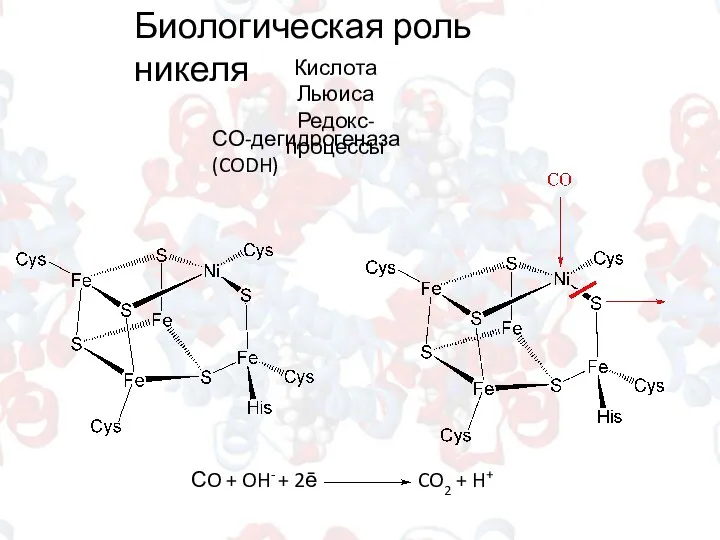 Биологическая роль никеля Кислота Льюиса Редокс-процессы СО-дегидрогеназа (CODH)