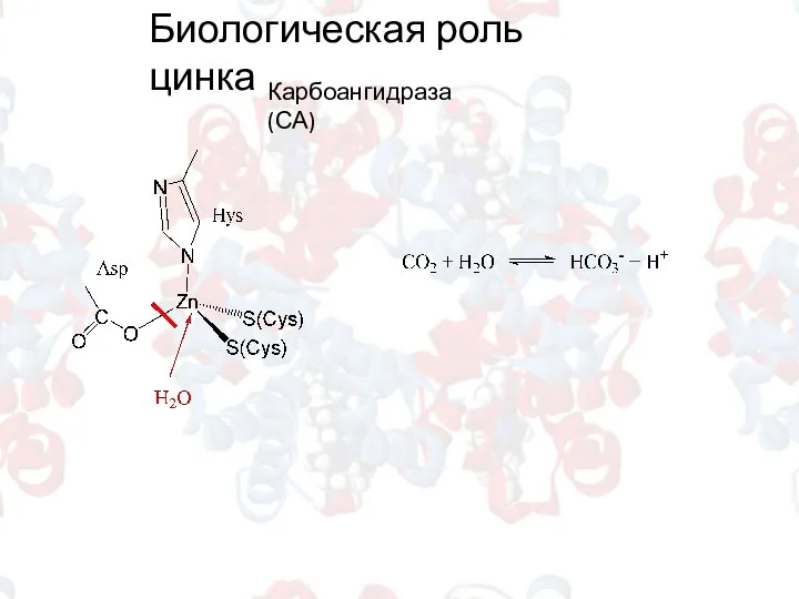 Биологическая роль цинка Карбоангидраза (СА)