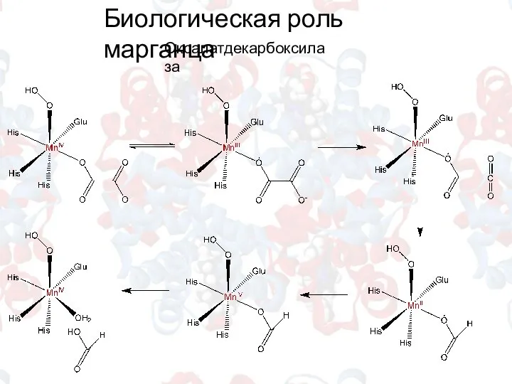 Биологическая роль марганца Оксалатдекарбоксилаза