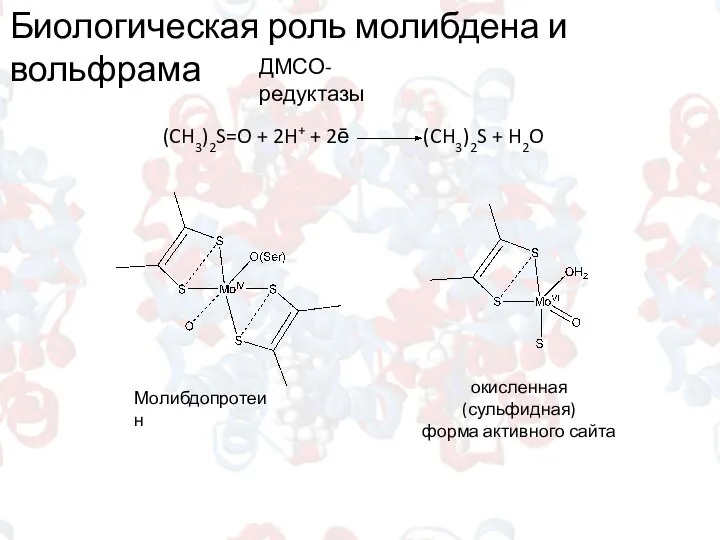 Биологическая роль молибдена и вольфрама ДМСО-редуктазы (CH3)2S=O + 2H+ + 2ē (CH3)2S