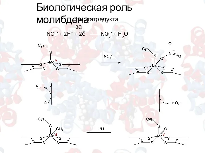 Ниртатредуктаза Биологическая роль молибдена NO3- + 2H+ + 2ē NO2- + H2O