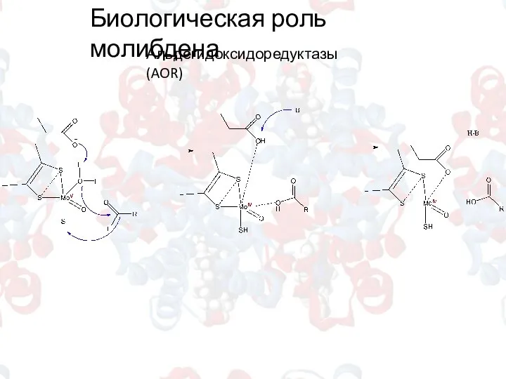 Биологическая роль молибдена Альдегидоксидоредуктазы (AOR)