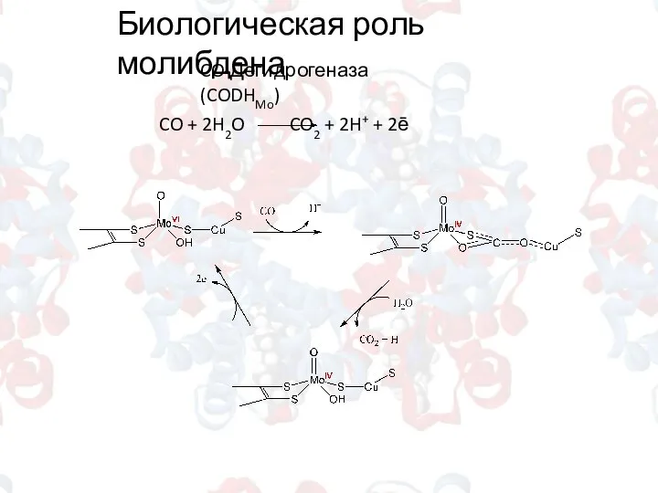 Биологическая роль молибдена CO-Дегидрогеназа (CODHMo) CO + 2H2O CO2 + 2H+ + 2ē