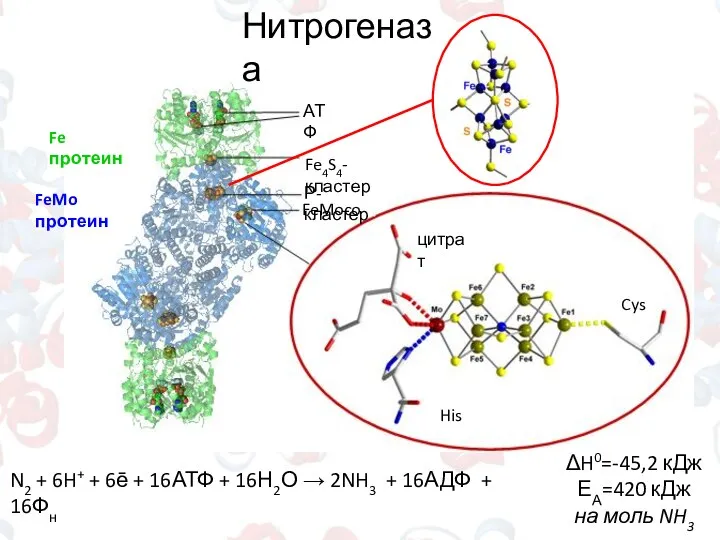 N2 + 6H+ + 6ē + 16АТФ + 16Н2О → 2NH3 +