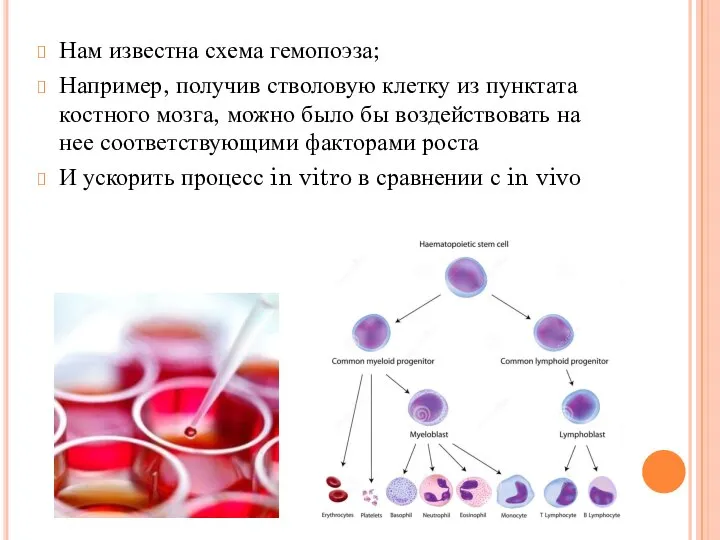 Нам известна схема гемопоэза; Например, получив стволовую клетку из пунктата костного мозга,