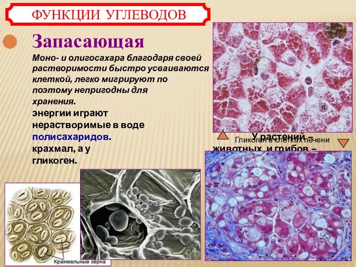 Запасающая Моно- и олигосахара благодаря своей растворимости быстро усваиваются клеткой, легко мигрируют