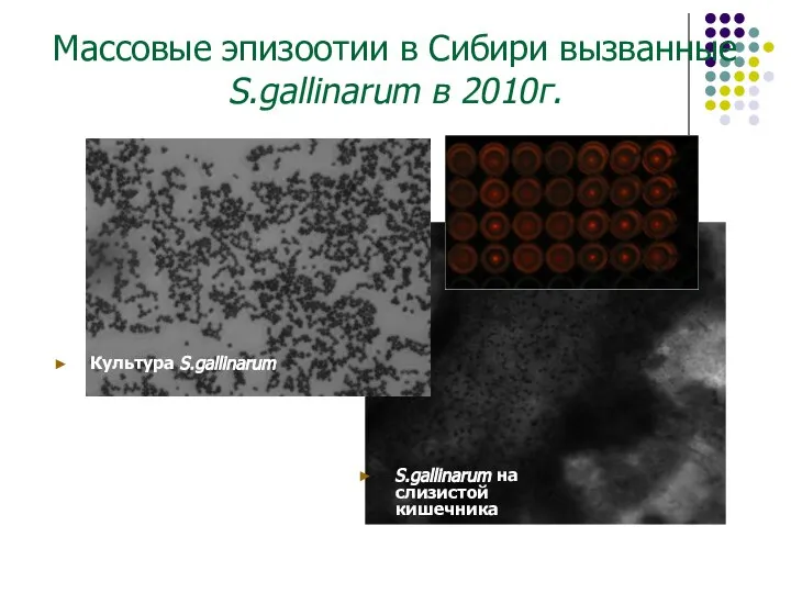Массовые эпизоотии в Сибири вызванные S.gallinarum в 2010г. S.gallinarum на слизистой кишечника Культура S.gallinarum