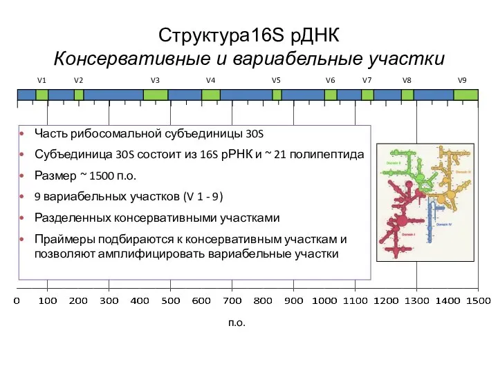 Структура16S рДНК Консервативные и вариабельные участки п.о. V1 V2 V3 V4 V5