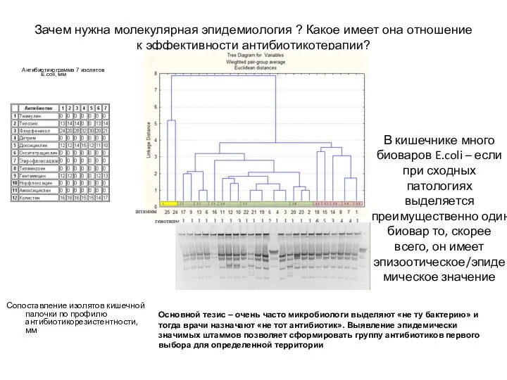 Зачем нужна молекулярная эпидемиология ? Какое имеет она отношение к эффективности антибиотикотерапии?