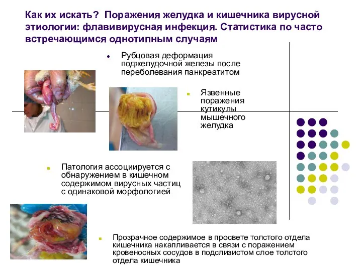 Как их искать? Поражения желудка и кишечника вирусной этиологии: флавивирусная инфекция. Статистика